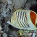butterflyfish_redback_elp_si_h_0497_egy2222.jpg